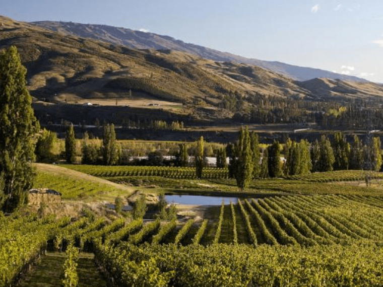 Felton Road Wines, Bannockburn, New Zealand