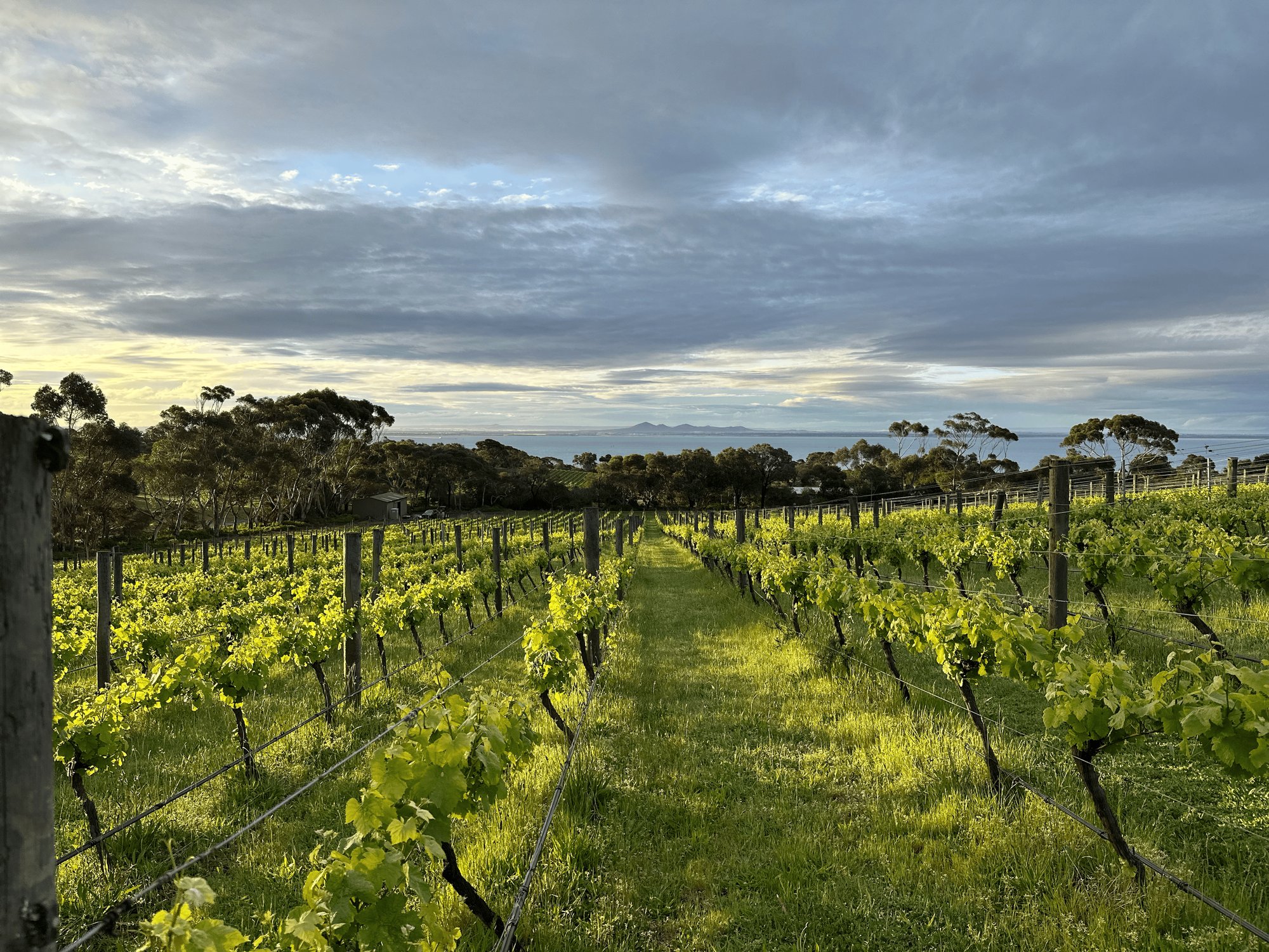 Mulline winery in Geelong, Australia