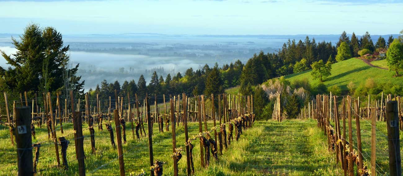The Eyrie Vineyards