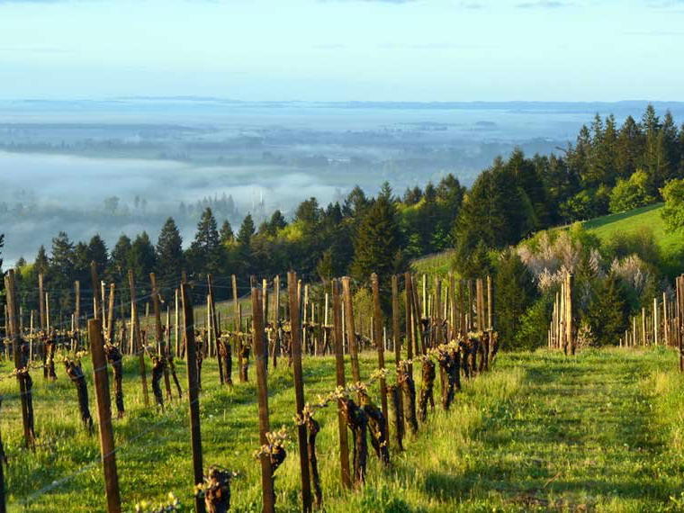 The Eyrie Vineyards, McMinnville, United States