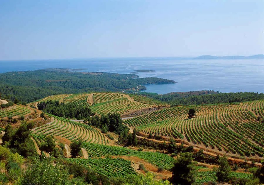 Porto Carras Winery, Winery in Halkidiki