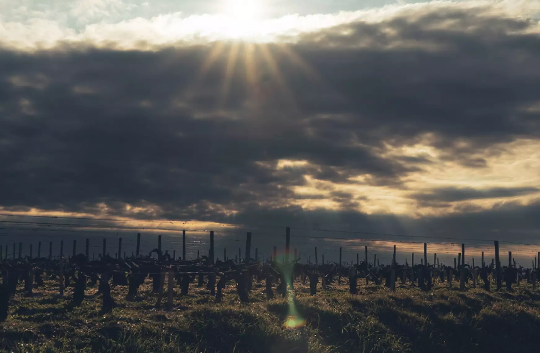 Domaines Barons de Rothschild (Lafite)