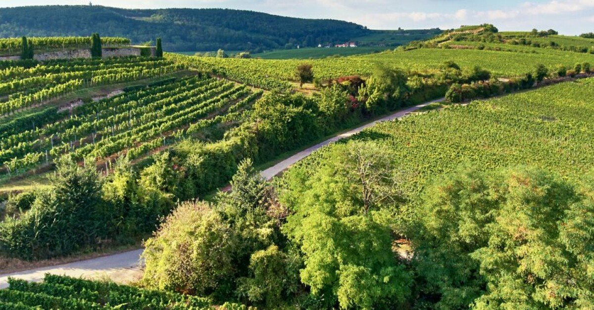 Weingut Pfeffingen