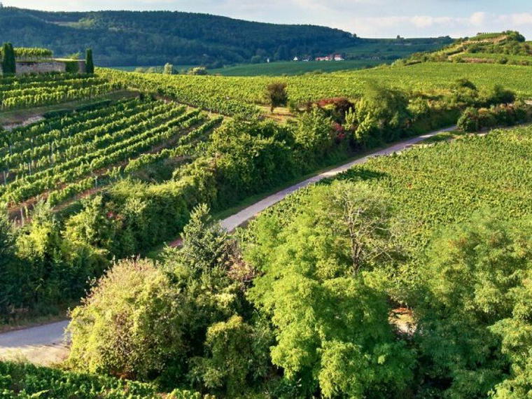 Weingut Pfeffingen, Bad Dürkheim, Germany