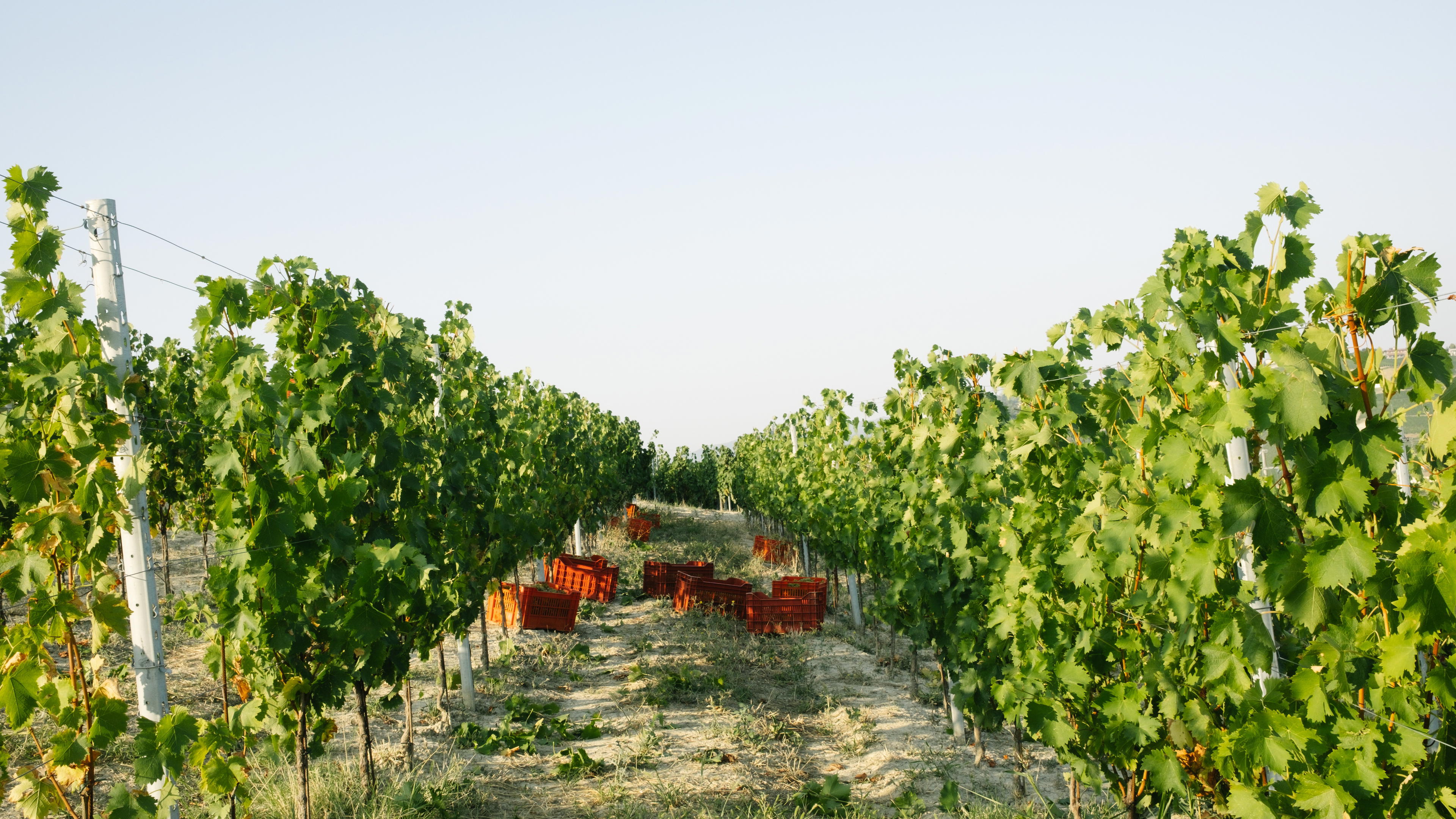 Ceretto winery in Alba