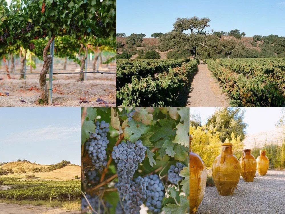 Koehler Winery, Winery in Santa Ynez