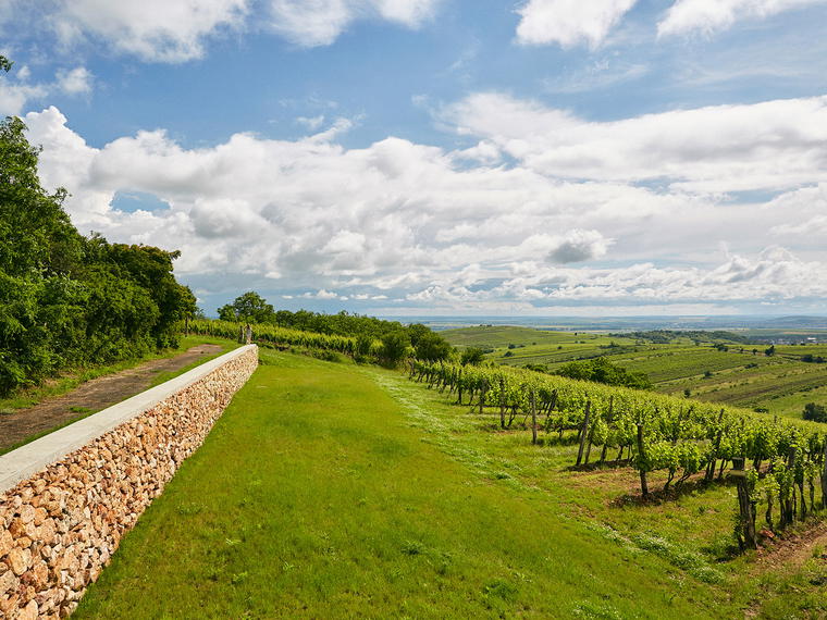 Gizella Pince, Tokaj, Hungary