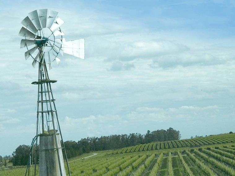 Bodega Marichal, Canelones, Uruguay