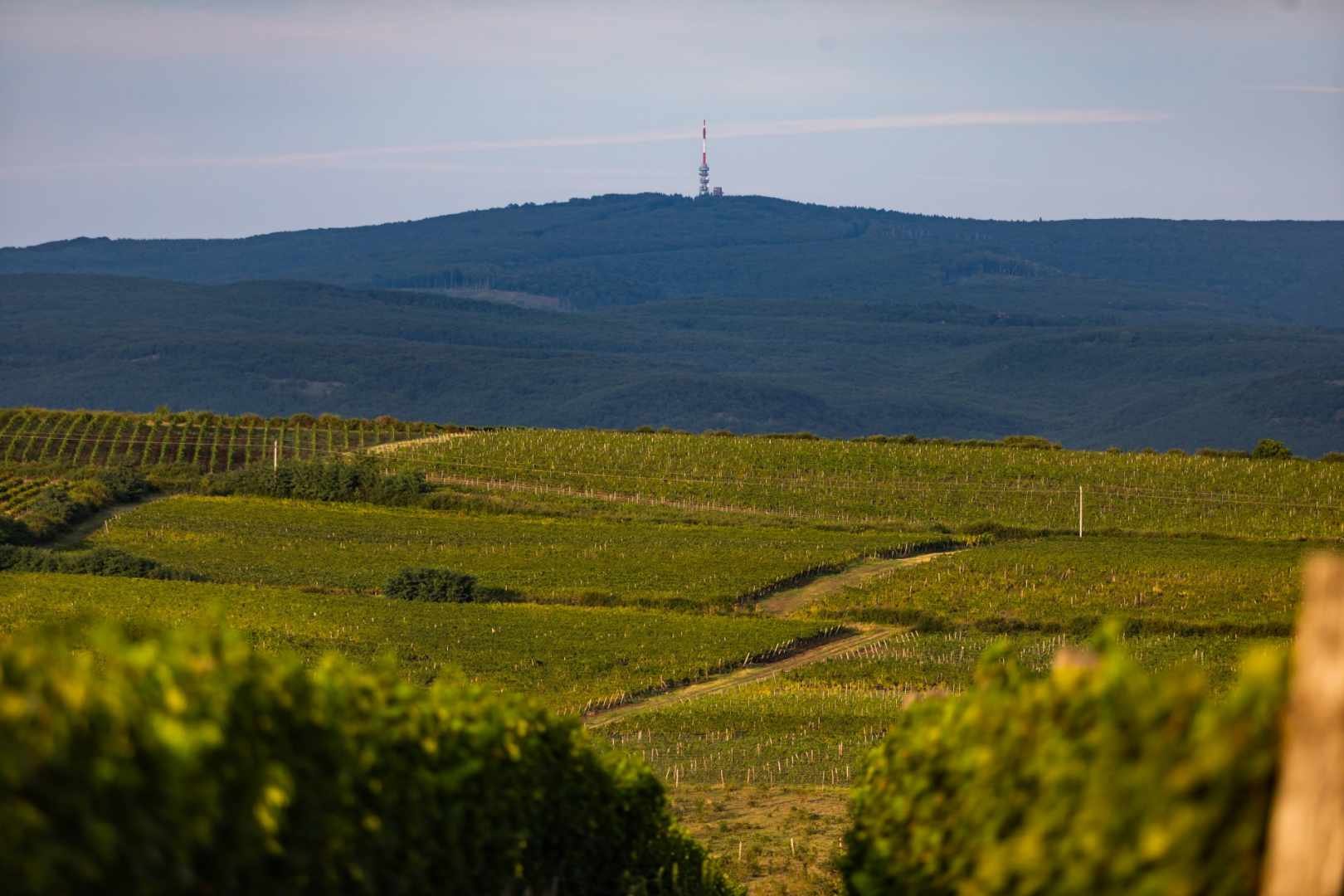 Szőlőskert Pincészet (Mátra)