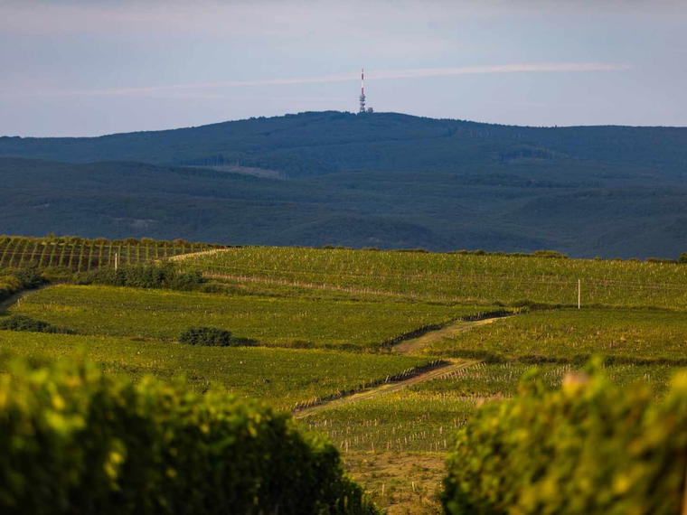 Szőlőskert Pincészet (Mátra), Gyöngyös, Hungary