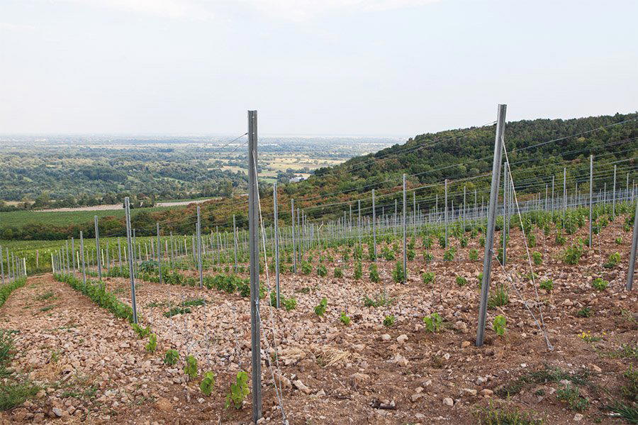 Carpinus Winery winery in Bodrogkisfalud