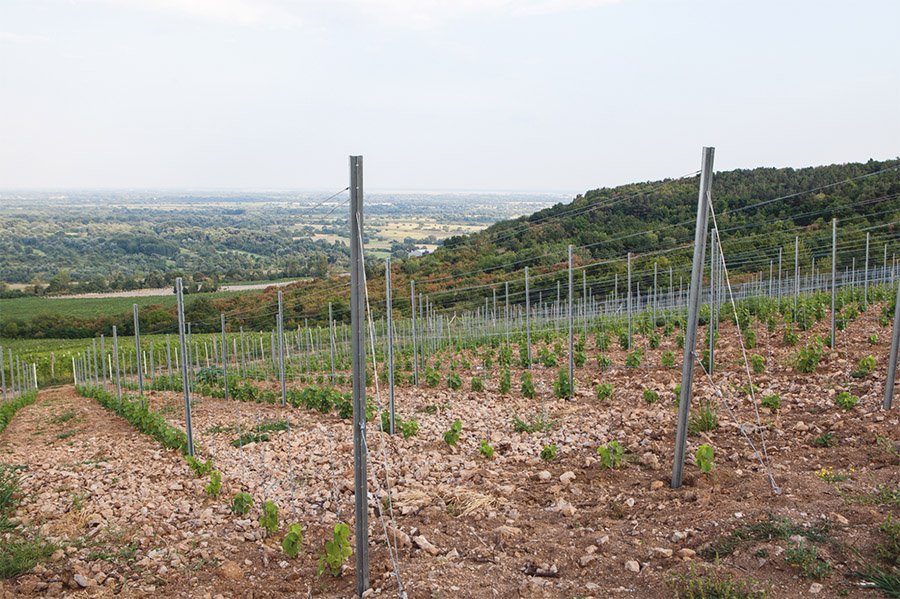 Carpinus Winery winery in Bodrogkisfalud, Hungary