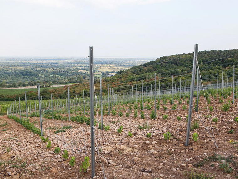 Carpinus Winery, Bodrogkisfalud, Hungary