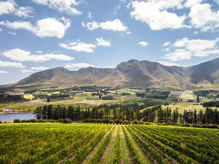 Newton Johnson Vineyards, Hermanus, South Africa