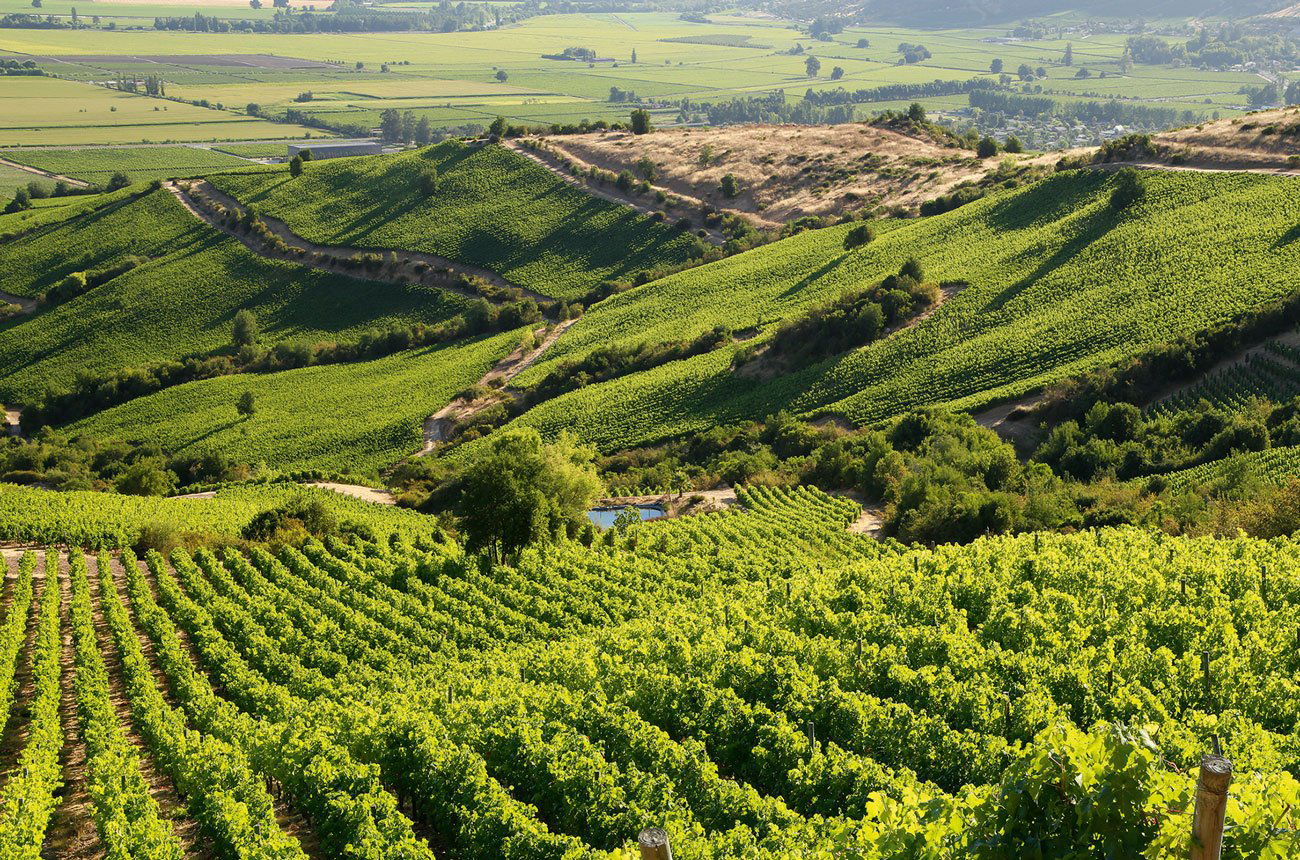 Viña Apaltagua, Winery in Santa Cruz