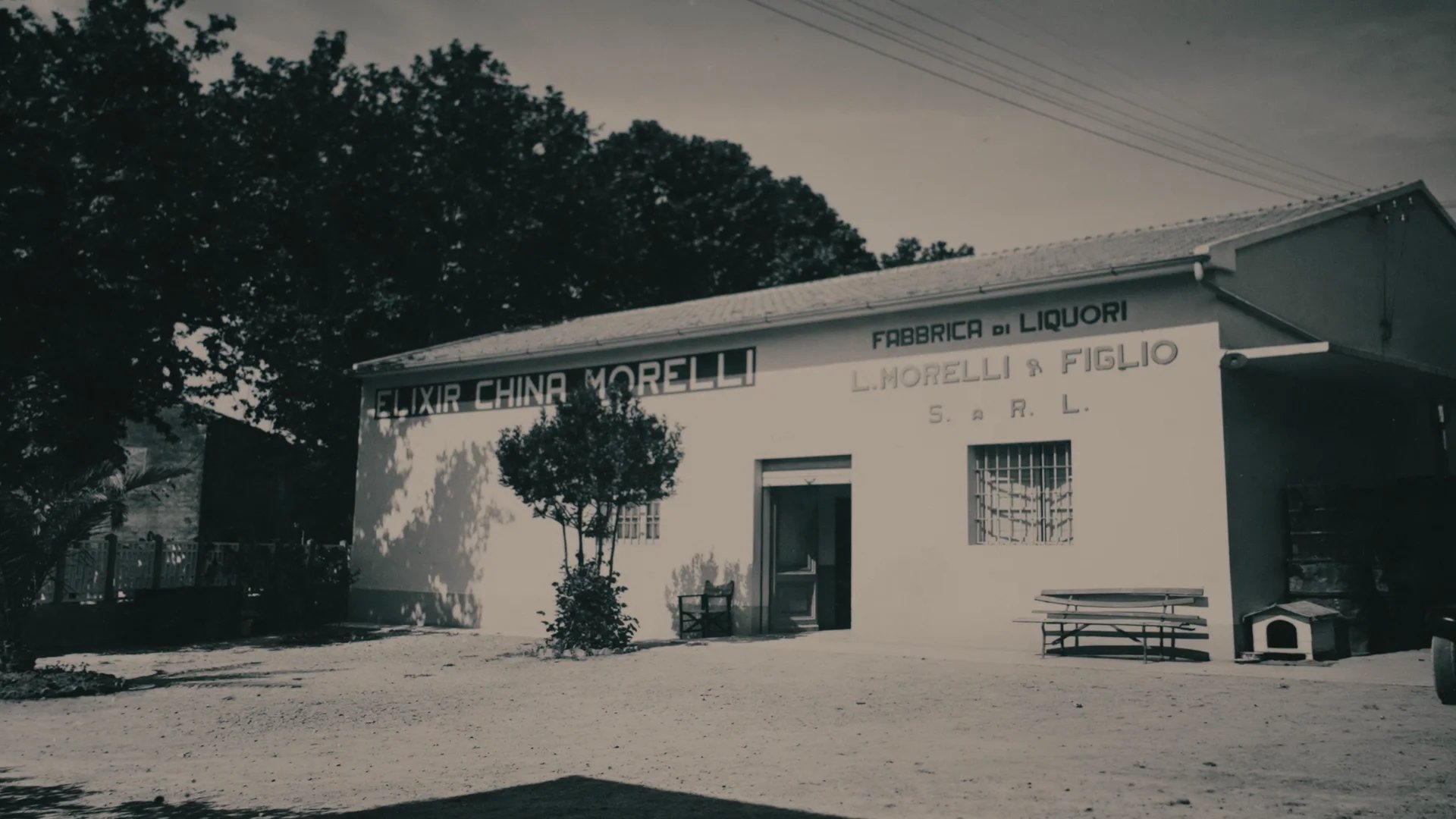 Liquori Morelli winery in Palaia