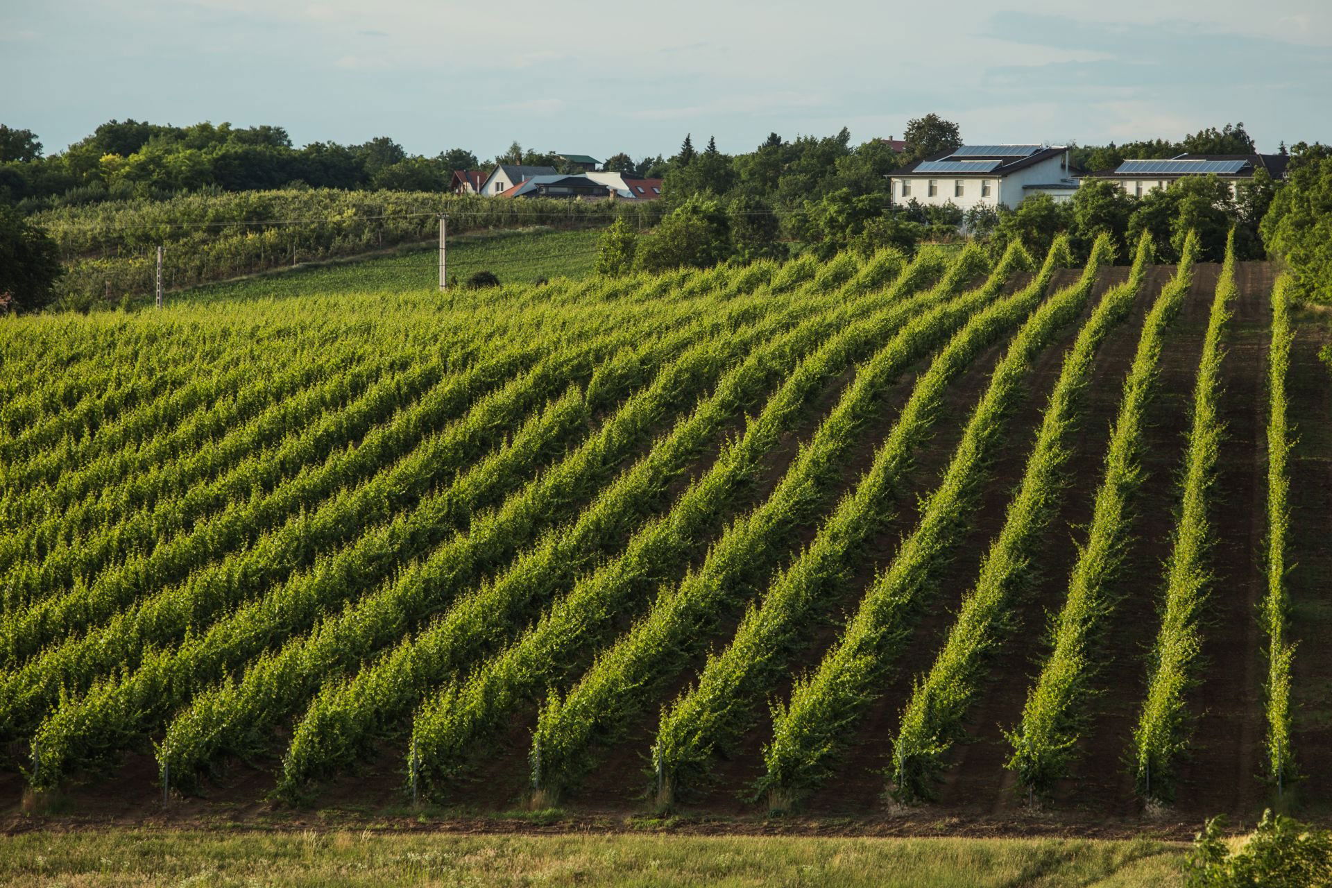 Babarczi Winery, Winery in Gyor