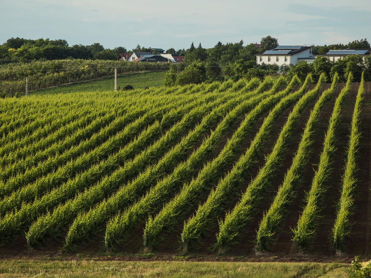 Babarczi Winery, Gyor, Hungary