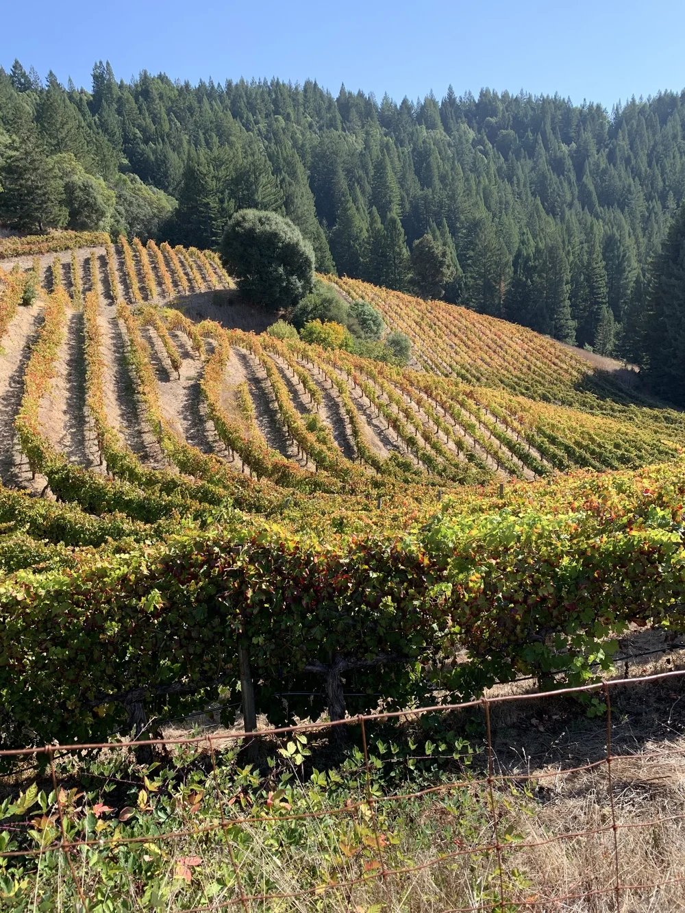 Boonville Road Wines winery in Hopland, United States