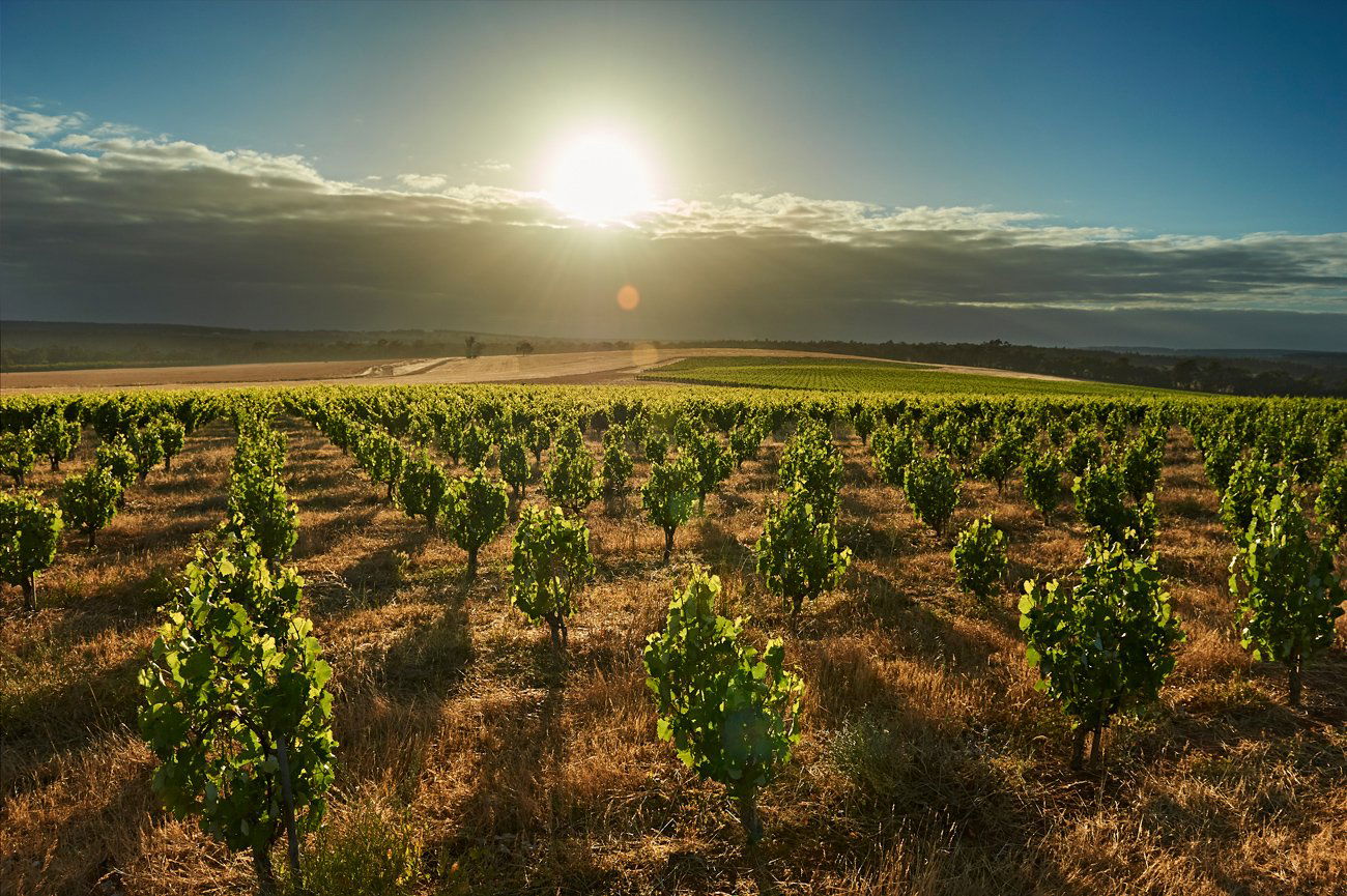 Swinney, Winery in Frankland River