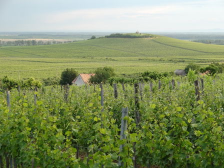 Heumann Winery