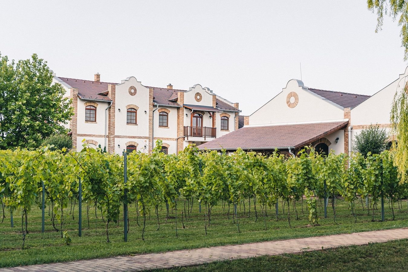 Koch Winery winery in Borota, Hungary