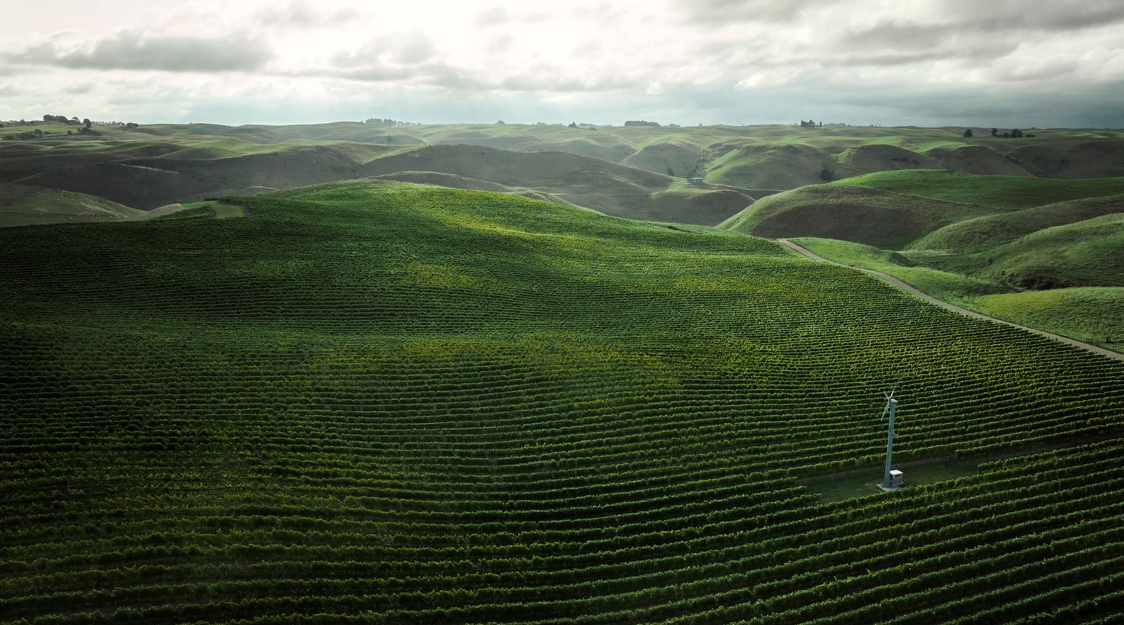 Kumeu River Wines, Kumeu, New Zealand