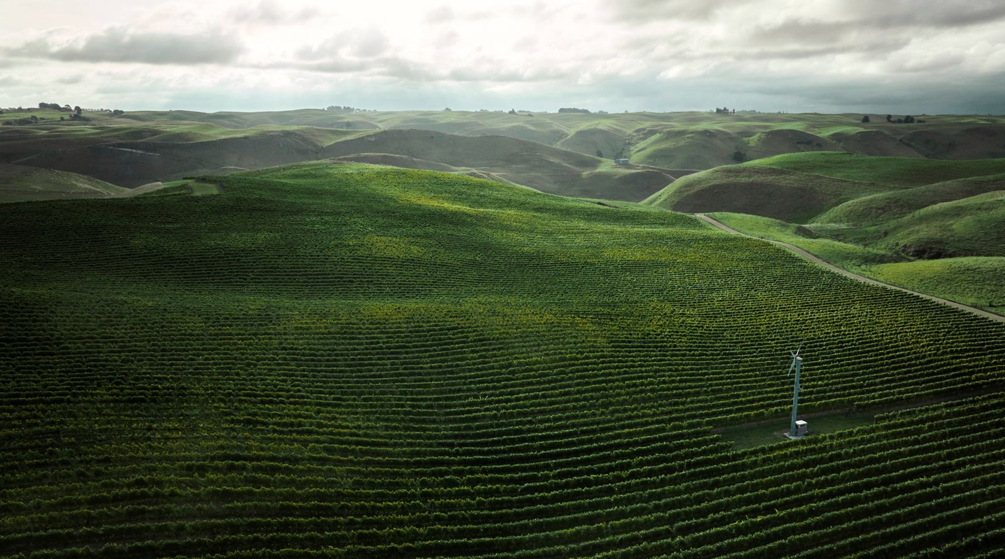 Kumeu River Wines, Kumeu, New Zealand