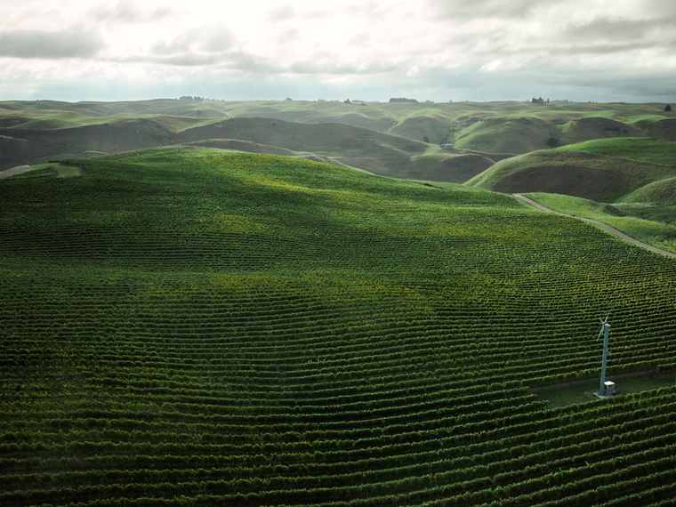 Kumeu River Wines, Kumeu, New Zealand