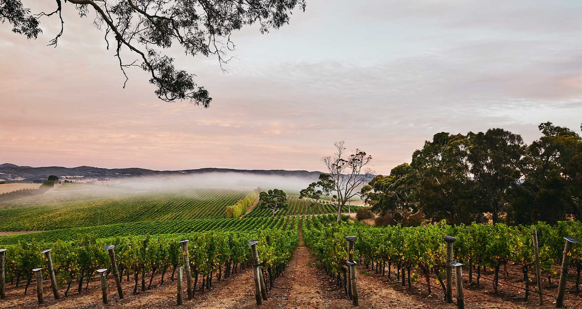 Nepenthe, Adelaide Hills, Australia