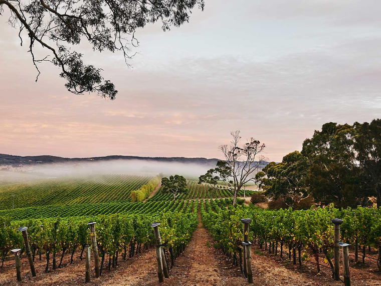 Nepenthe, Adelaide Hills, Australia