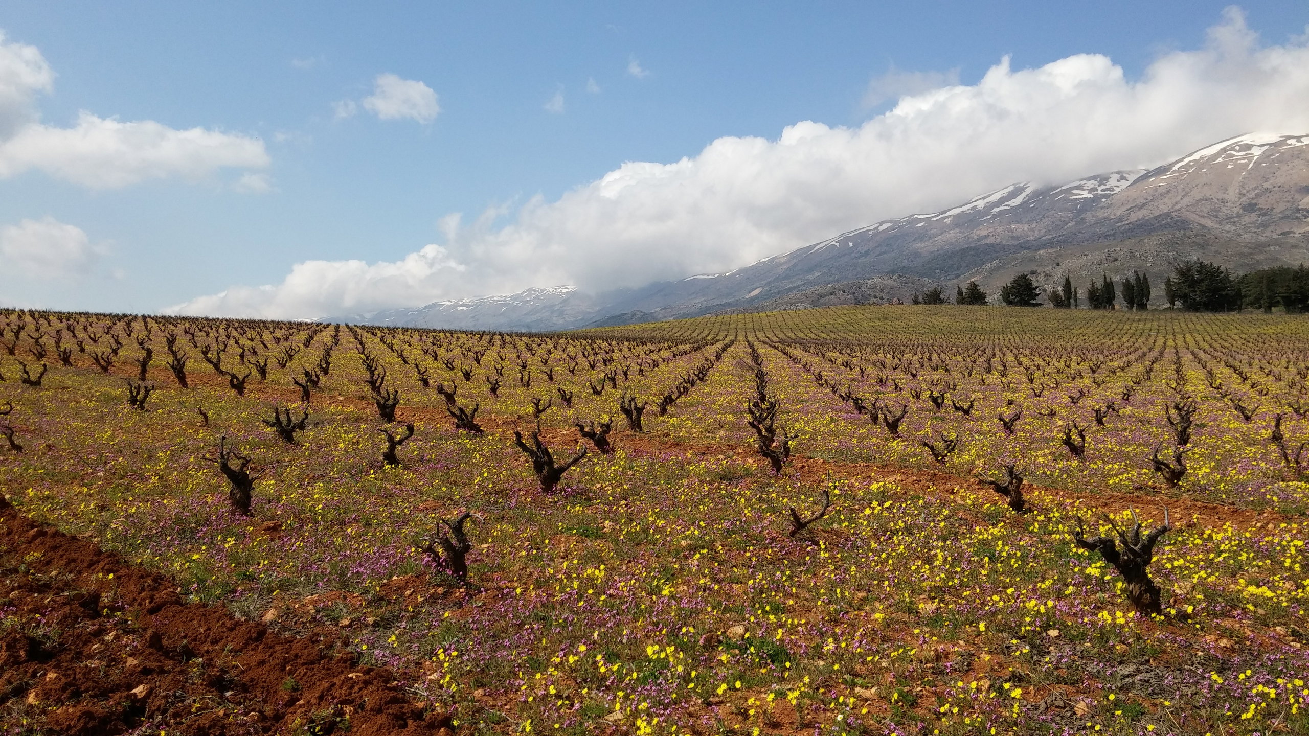 Château Kefraya, Kafraya, Lebanon