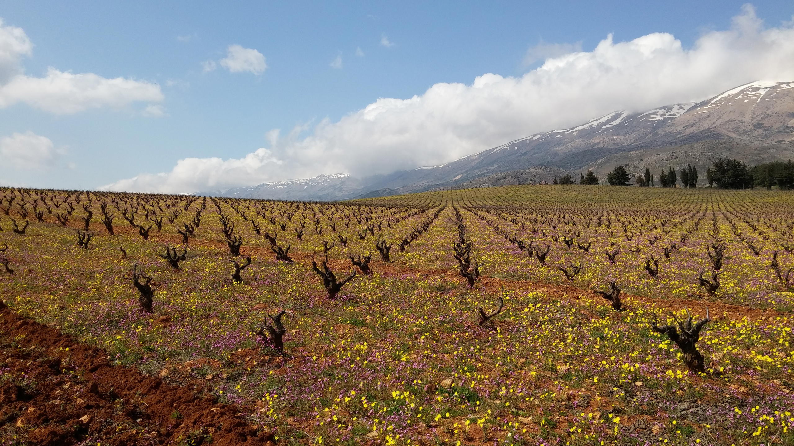 Château Kefraya, Kafraya, Lebanon