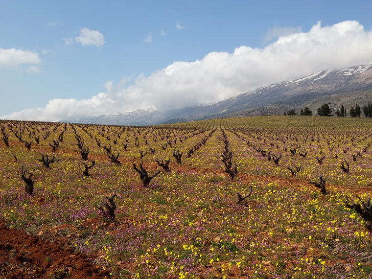 Château Kefraya, Kafraya, Lebanon