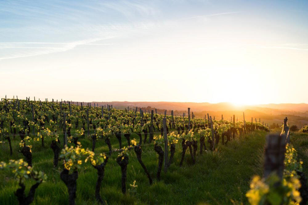 Cole Bailey Vineyards winery in Redwood Valley, United States
