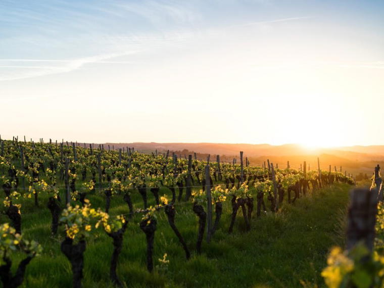 Cole Bailey Vineyards, Redwood Valley, United States
