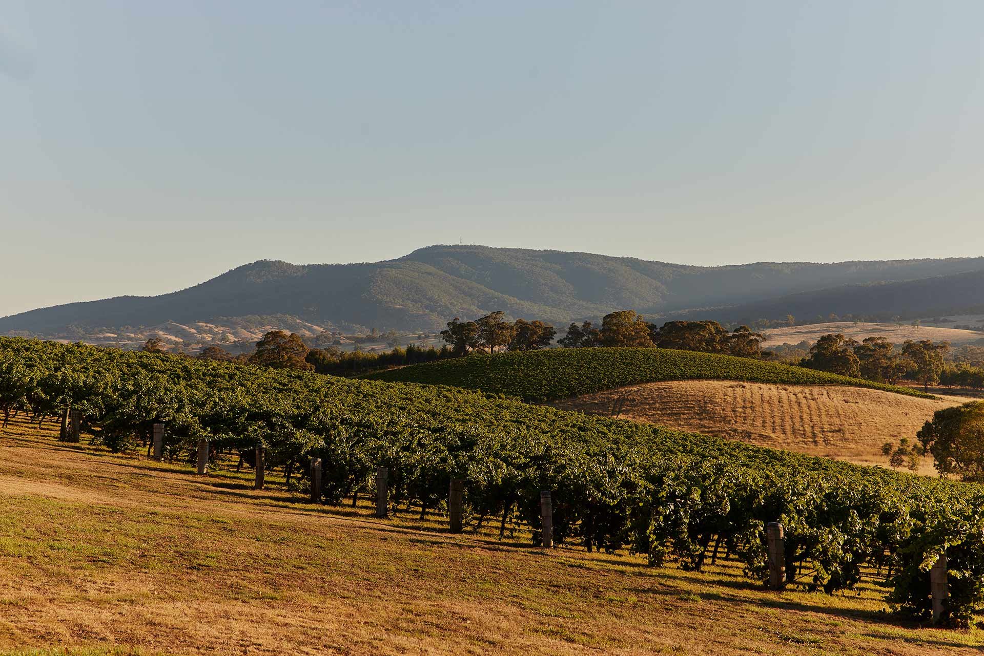 Mount Langi Ghiran winery in Grampians, Australia