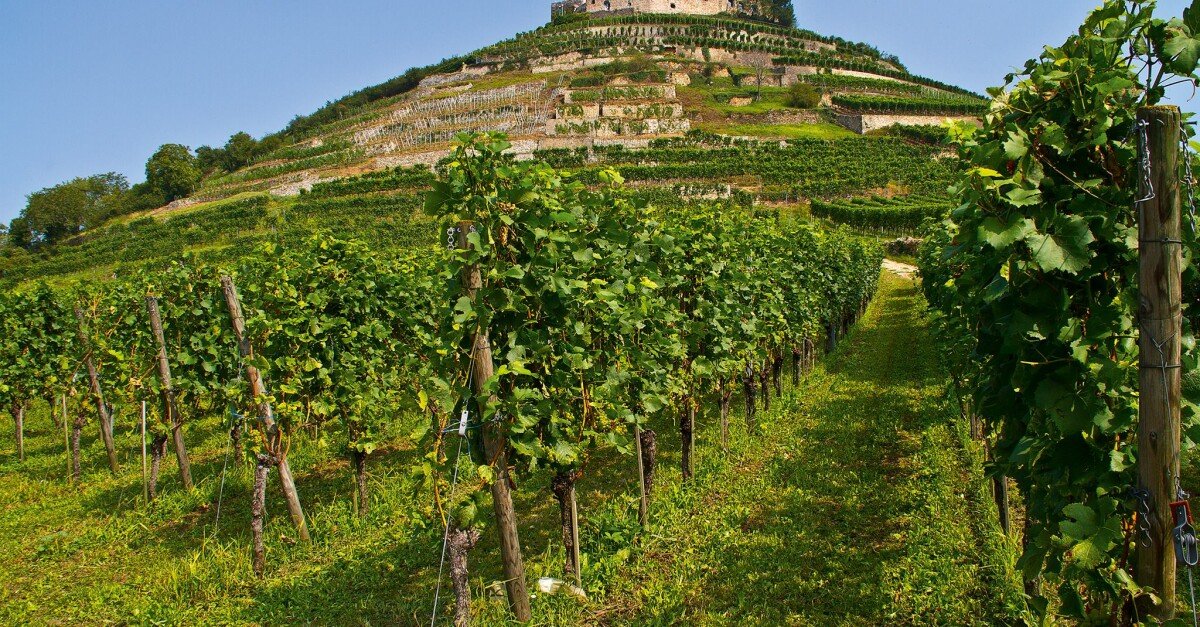 Weingut Fritz Waßmer