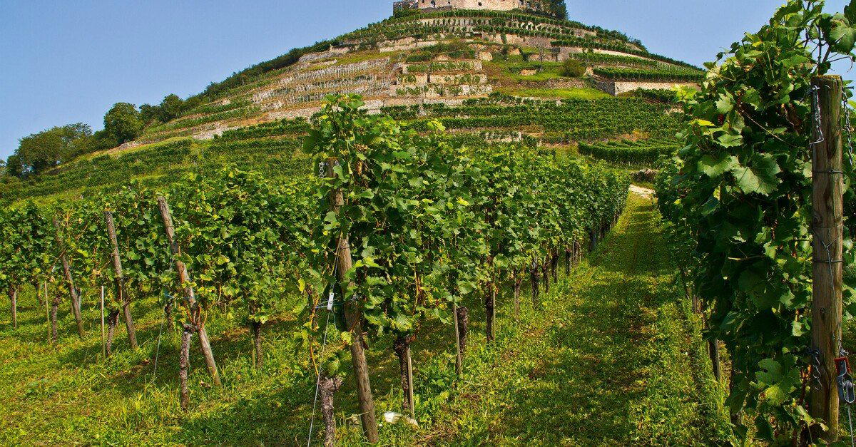 Weingut Fritz Waßmer winery in Bad Krozingen-Schlatt