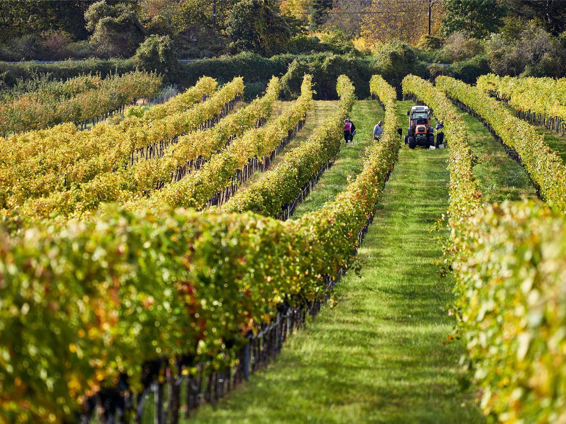 Weingut Rainer Christ winery in Vienna, Austria