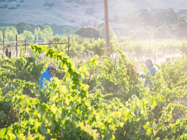 Trinafour Cellars, Hopland, United States
