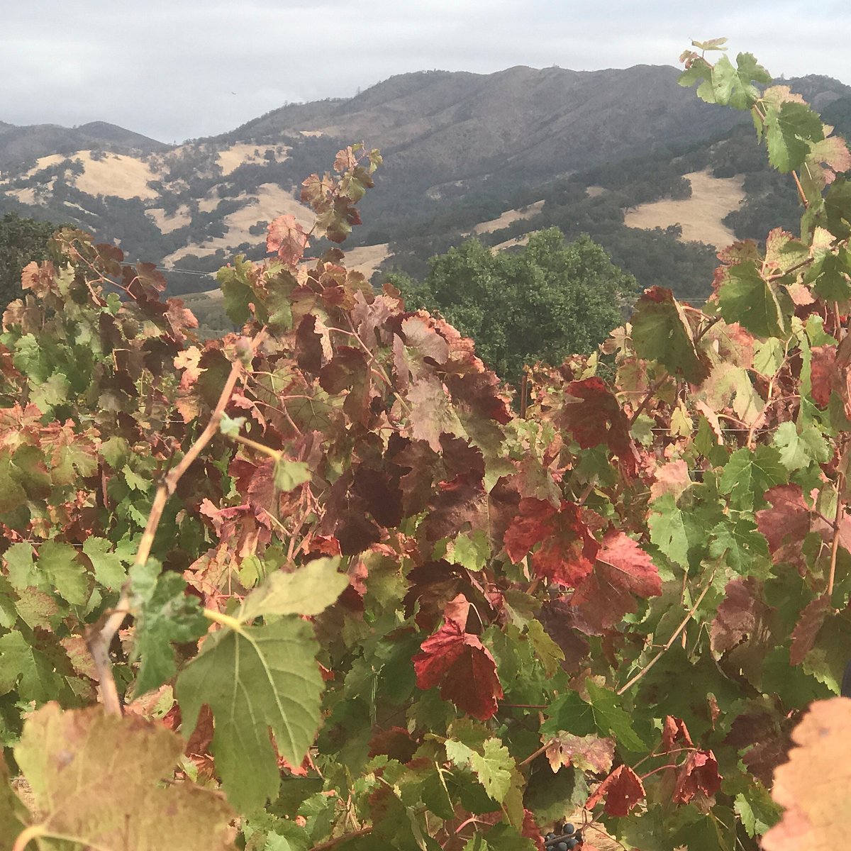 Powicana Farm & Winery