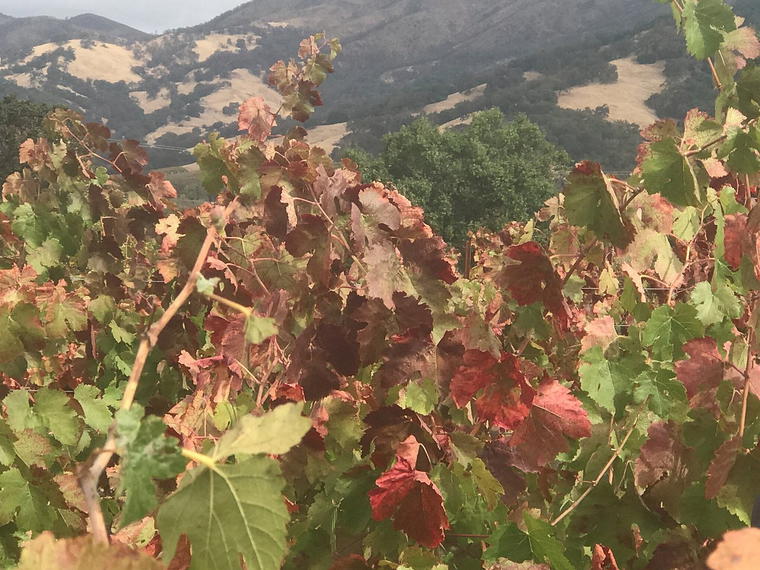 Powicana Farm & Winery, Redwood Valley, United States