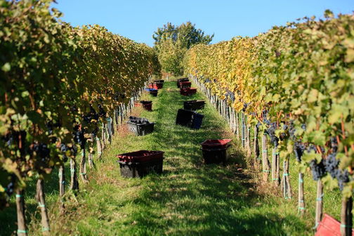 Bock Winery