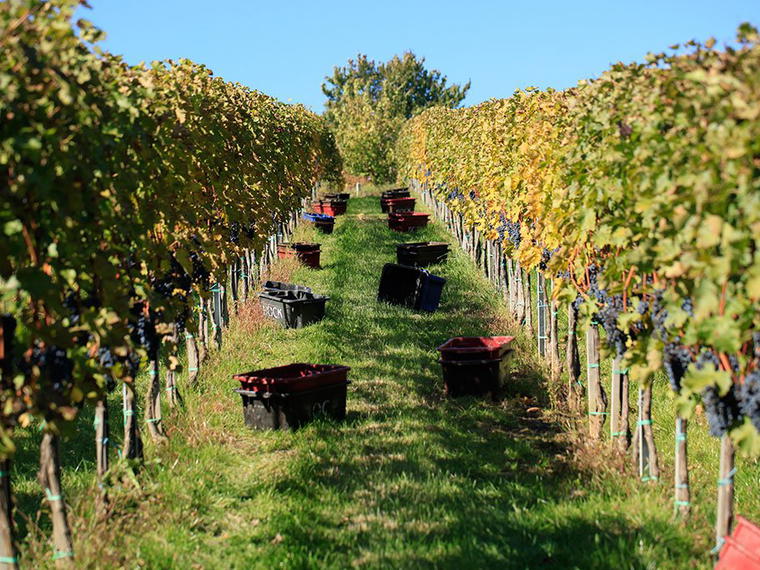 Bock Winery, Villány, Hungary