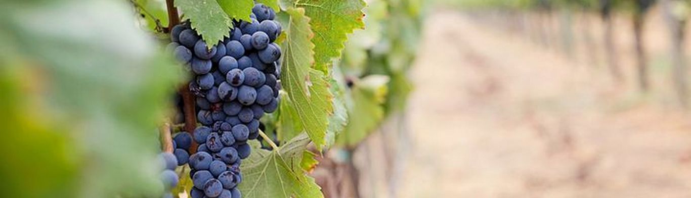 Apostolakis Distillery winery in Volos, Greece