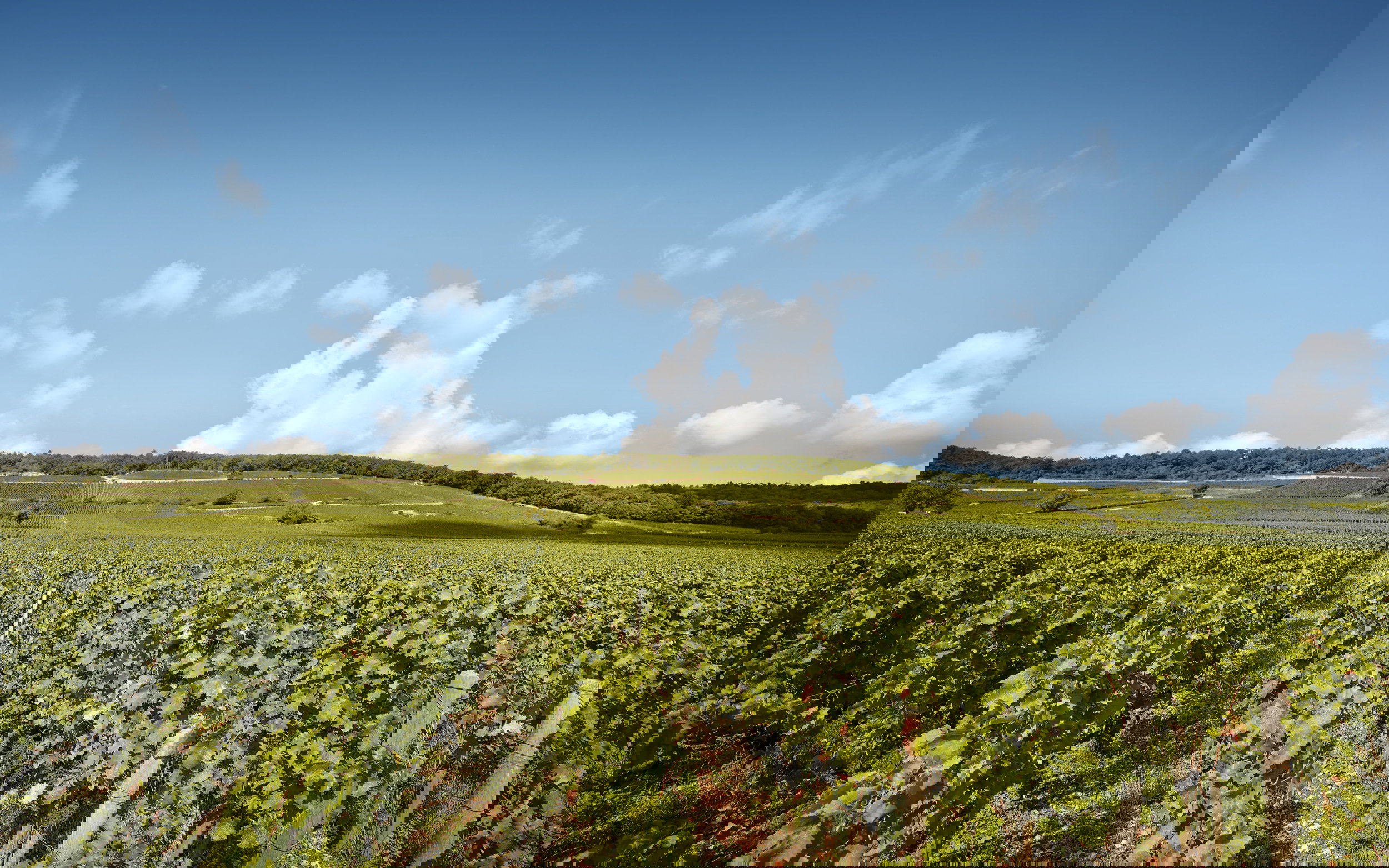 Domaine Arlaud winery in Morey-Saint-Denis, France