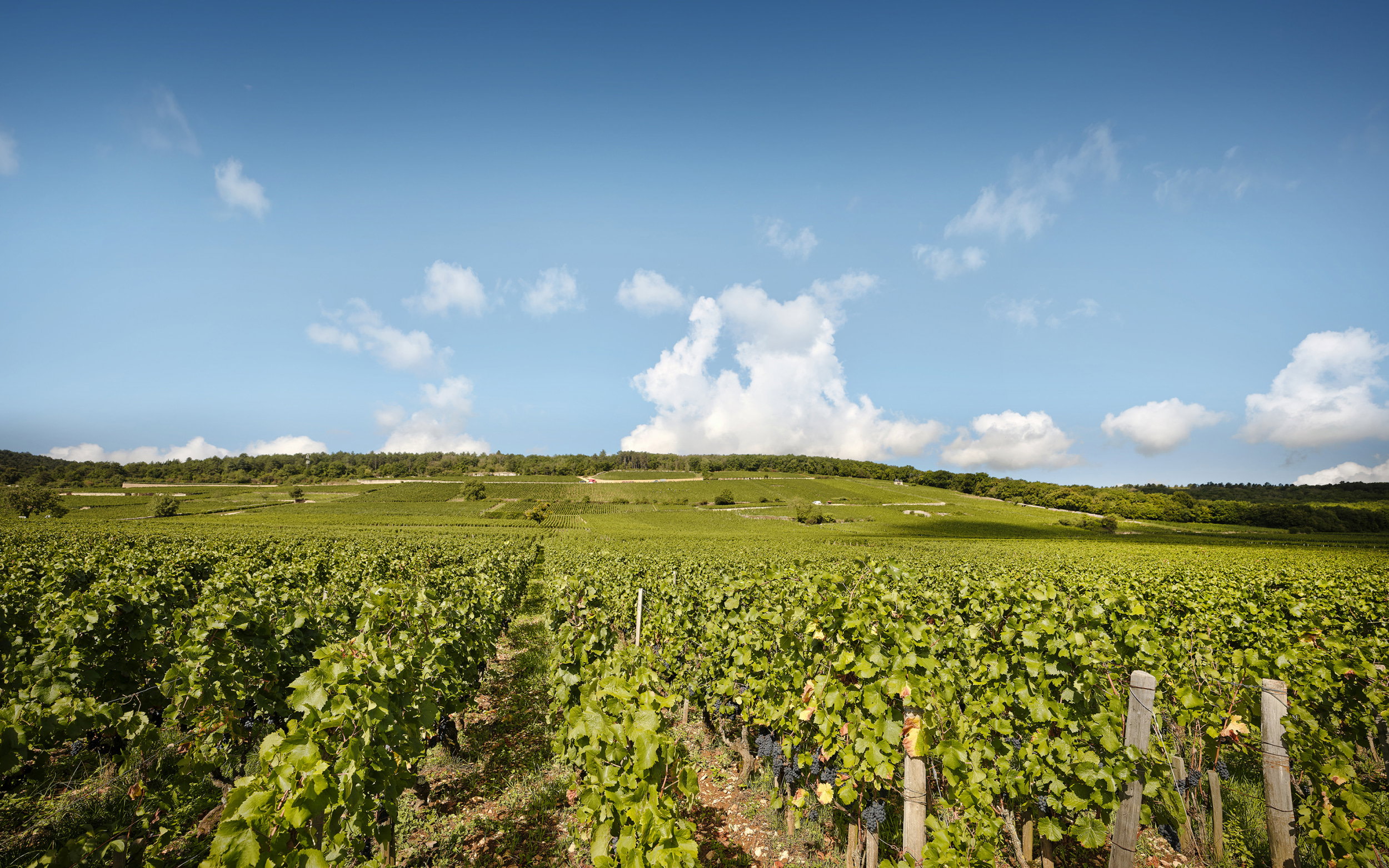 Domaine Arlaud, Morey-Saint-Denis, France