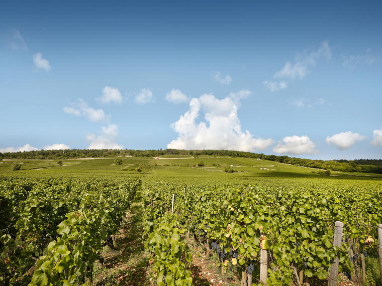 Domaine Arlaud, Morey-Saint-Denis, France