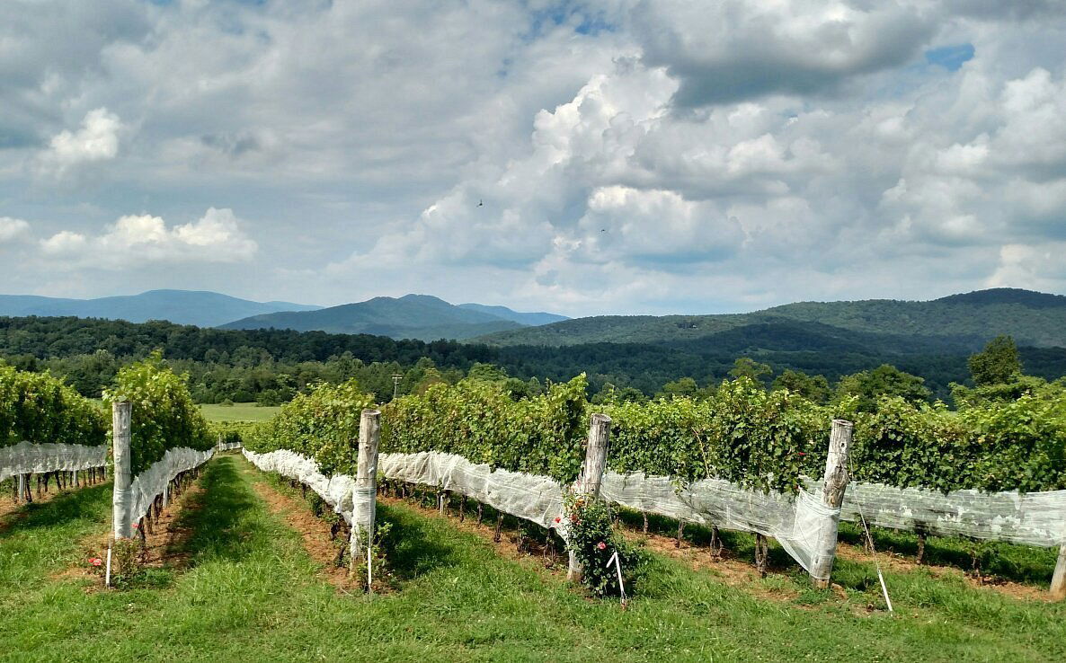 Stinson Vineyards, Winery in White Hall